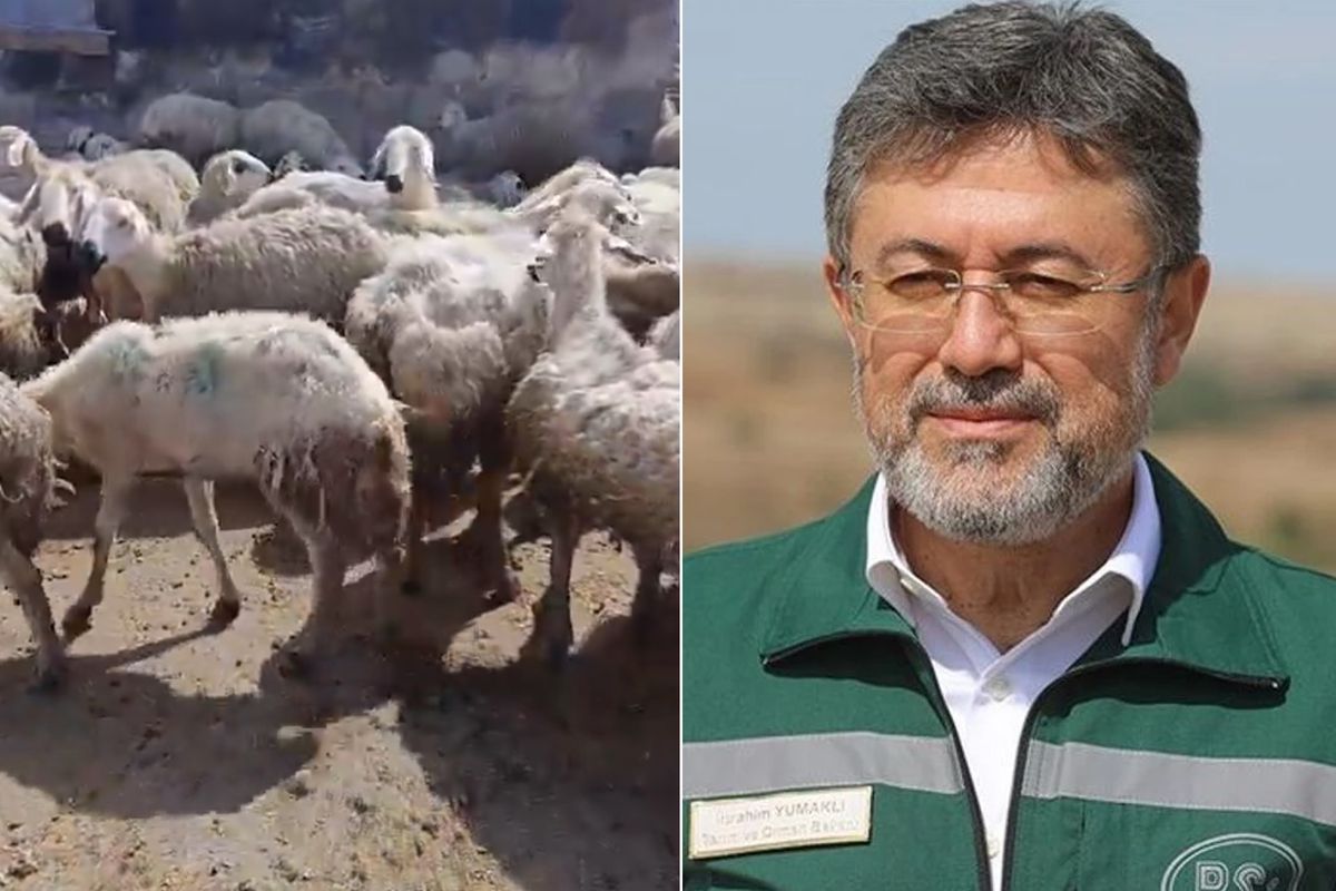 "Örnek üreticiye" bakanlıktan mera yanıtı