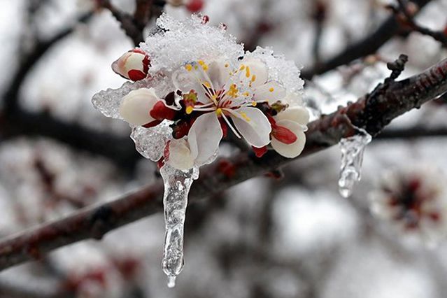 Zirai don, kar, yağmur! 42 il için sarı kodlu uyarı verildi