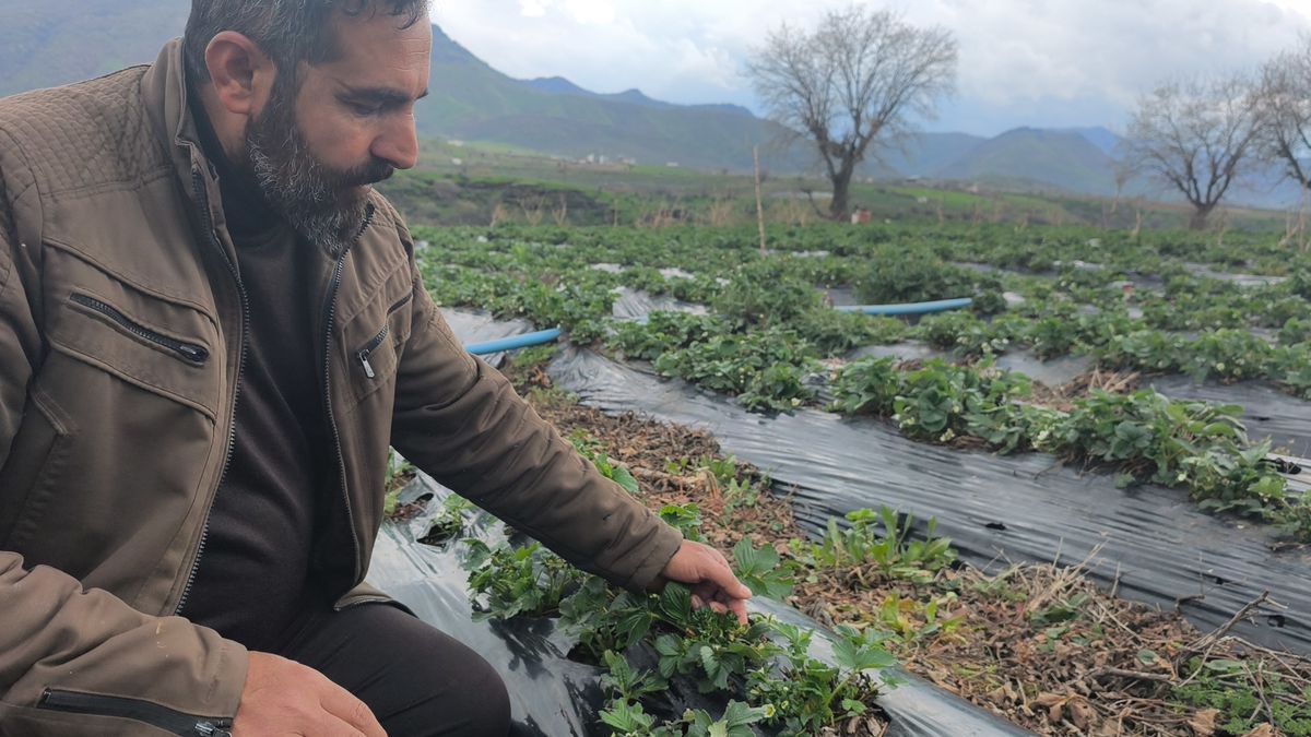 Sason Çileğine Dolu Vurdu