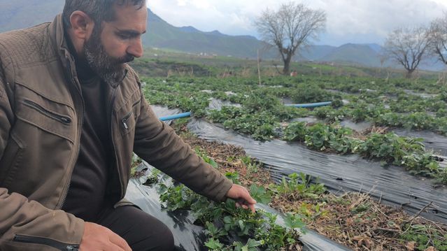 Sason Çileğine Dolu Vurdu