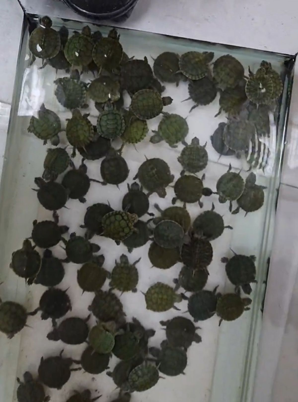 Denizli\'de Petshop Denetimi: Yasaklı Türlere El Konuldu