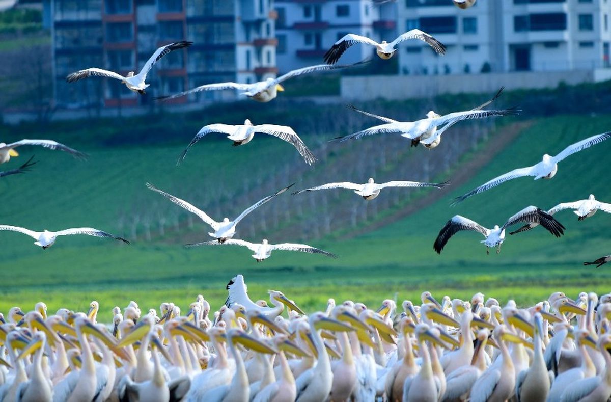 Pelikanlar Boğazköy Barajı\'nda Mola Verdi