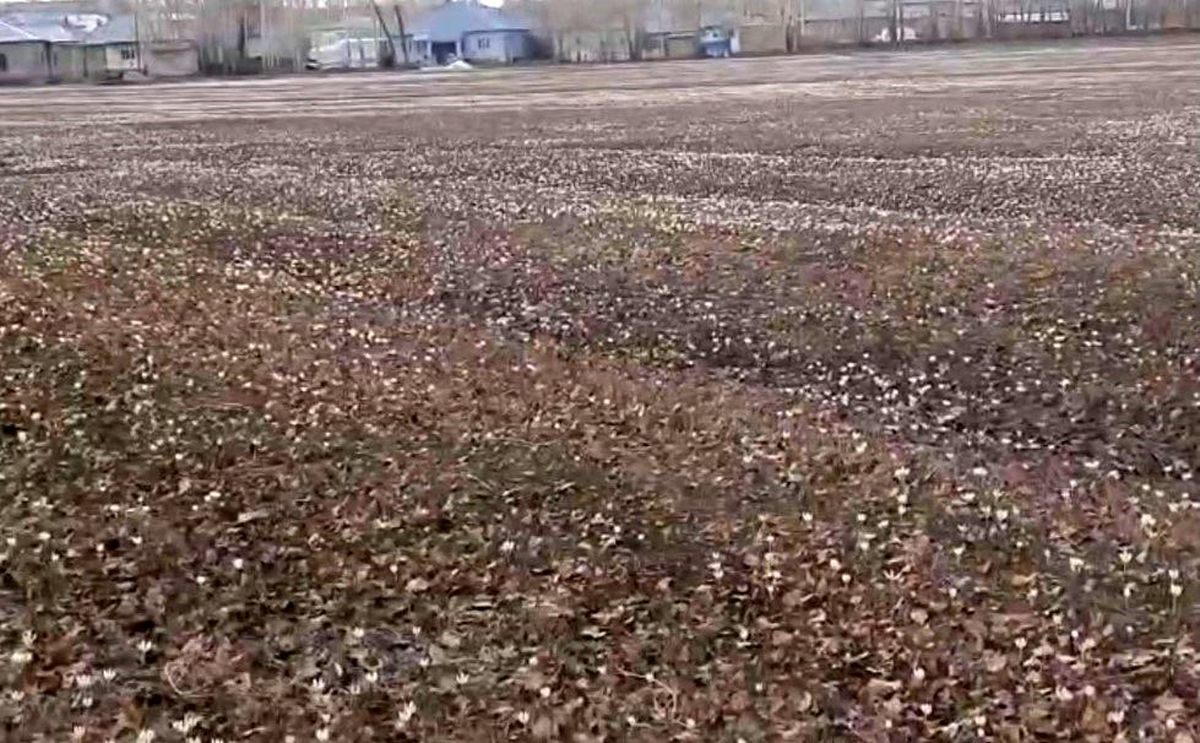 Çiğdemler Baharı Müjdeliyor