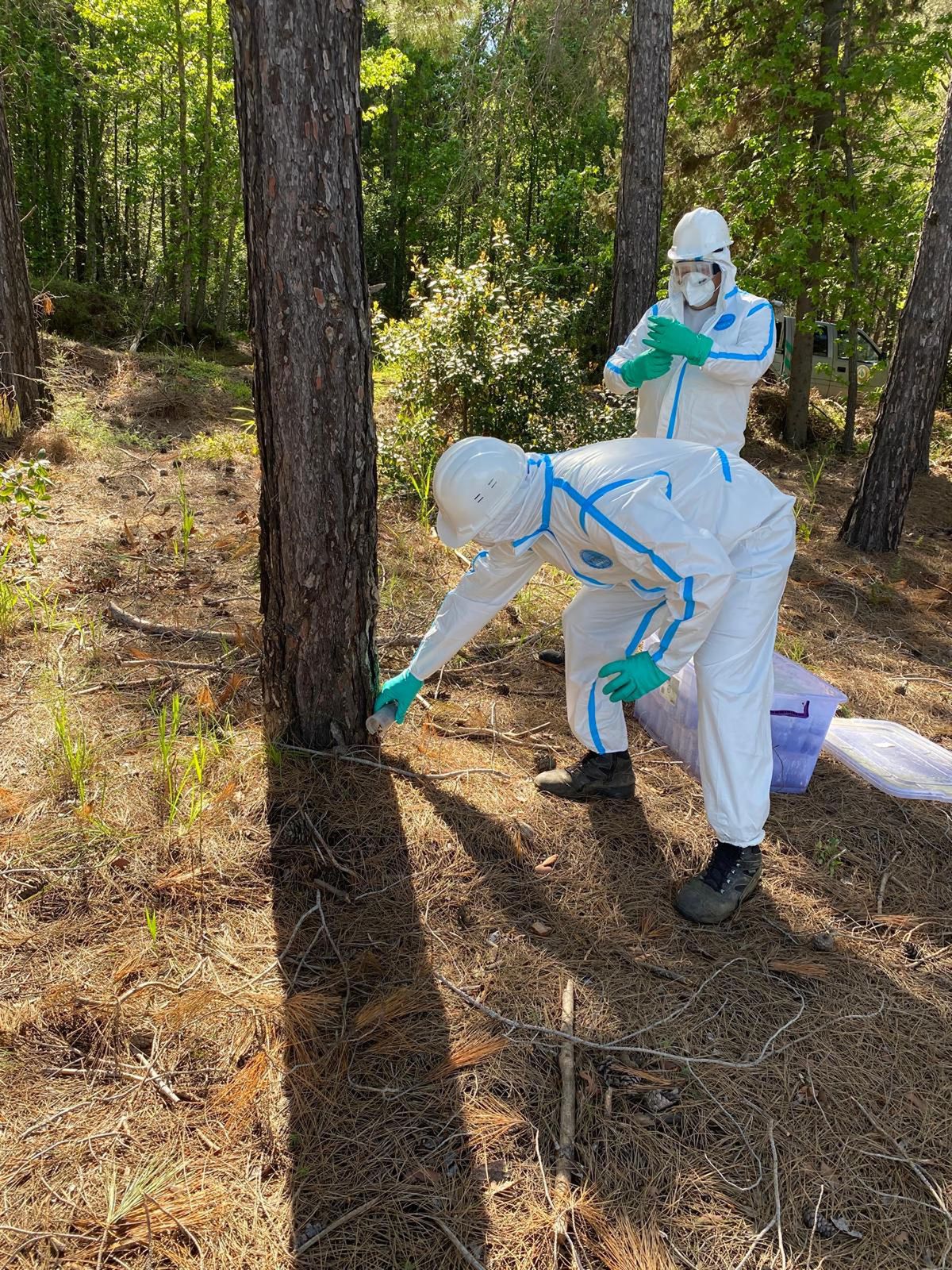 Marmaris\'te Çam Kese Böceğine Karşı Terminator Böcek Bırakıldı