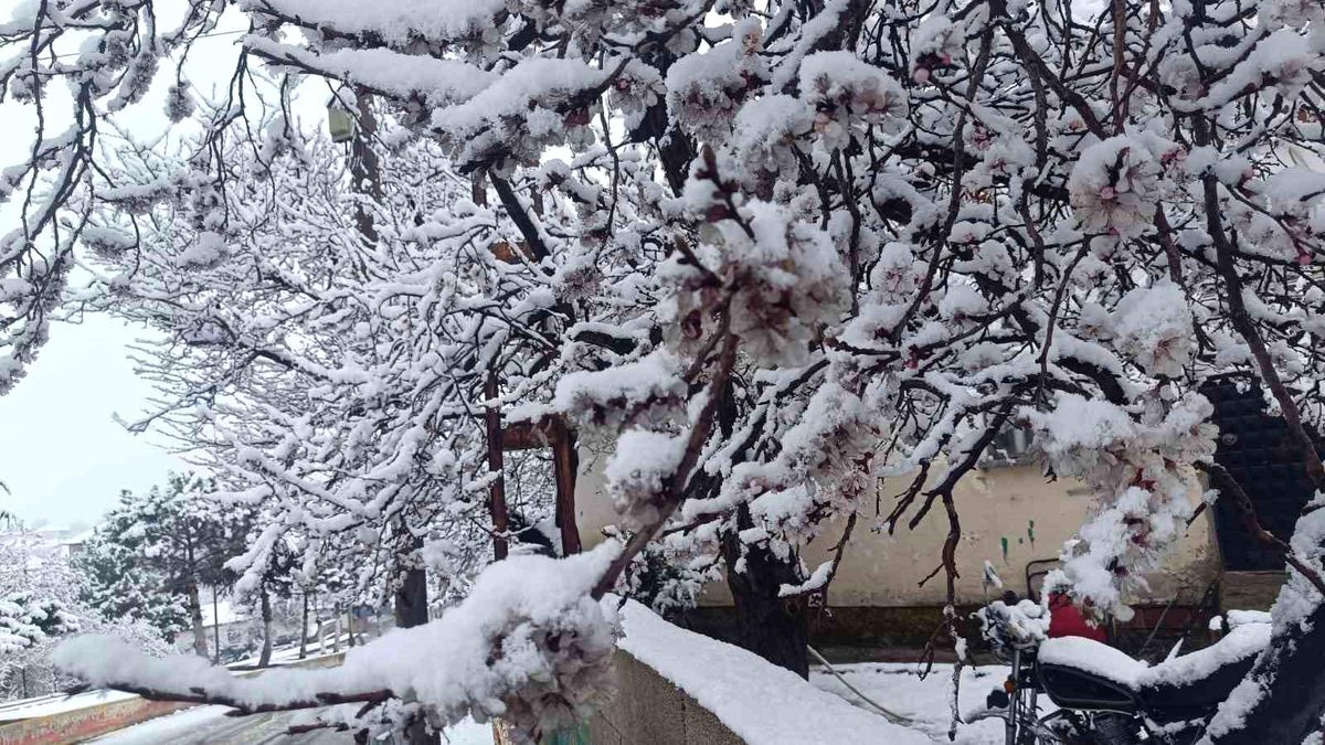 Yozgat\'ta Kar Yağışı Çiçek Açan Ağaçları Beyaza Bürüdü