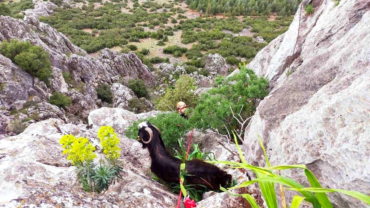 Dağlık Alanda Mahsur Kalan Keçi Kurtarıldı