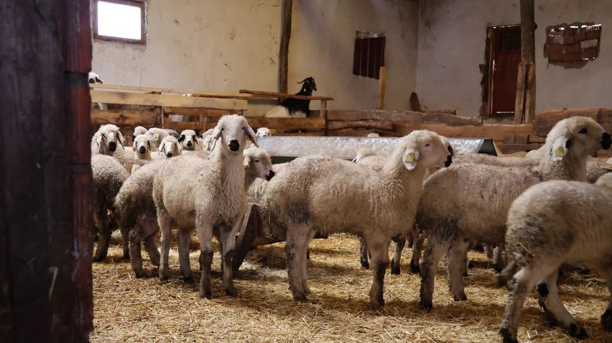 Hayvancılıkta Başarı: Sercan Yüce\'nin 400 Hayvanı Var