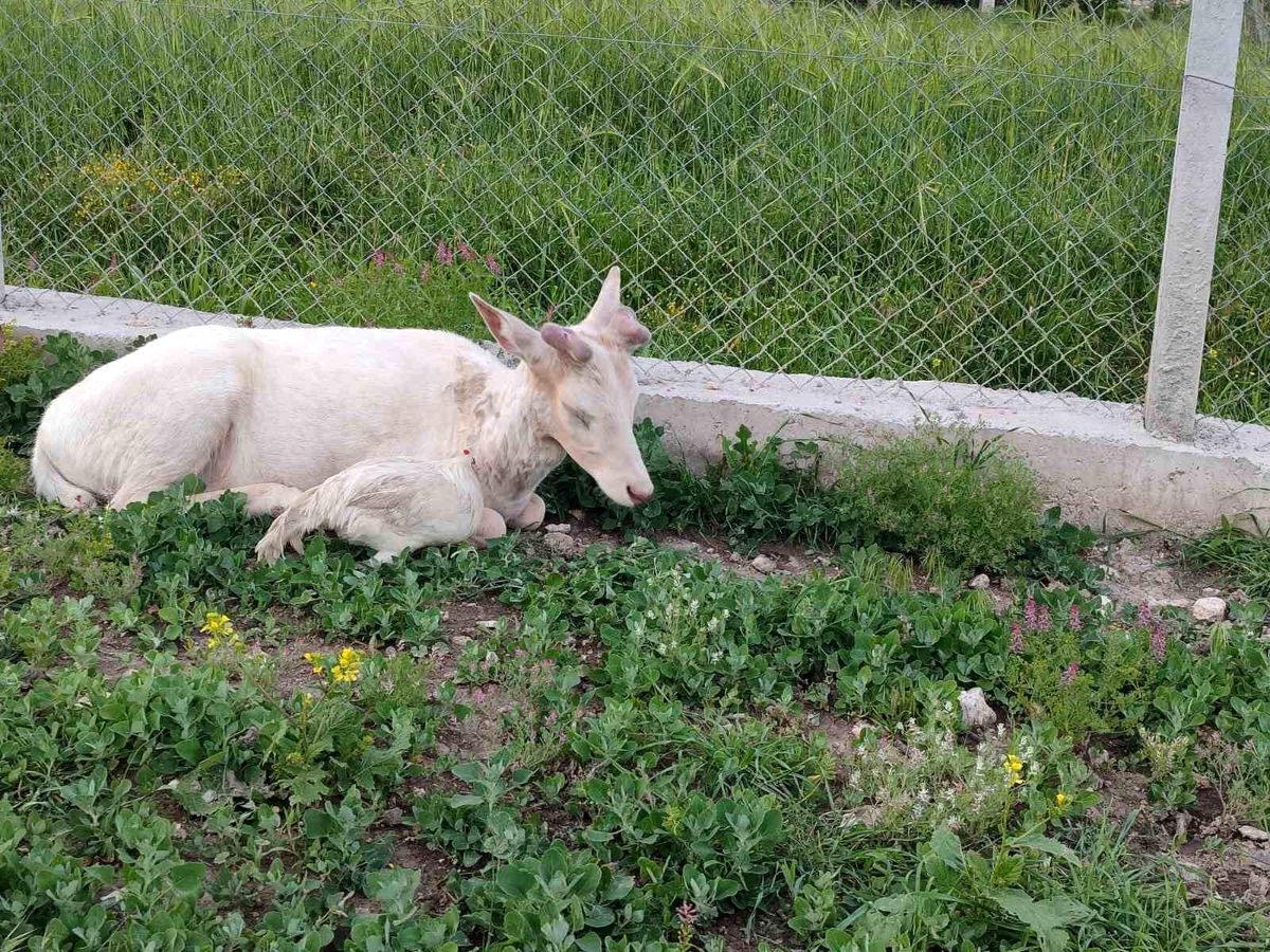 Bembeyaz Alageyik Bahçede