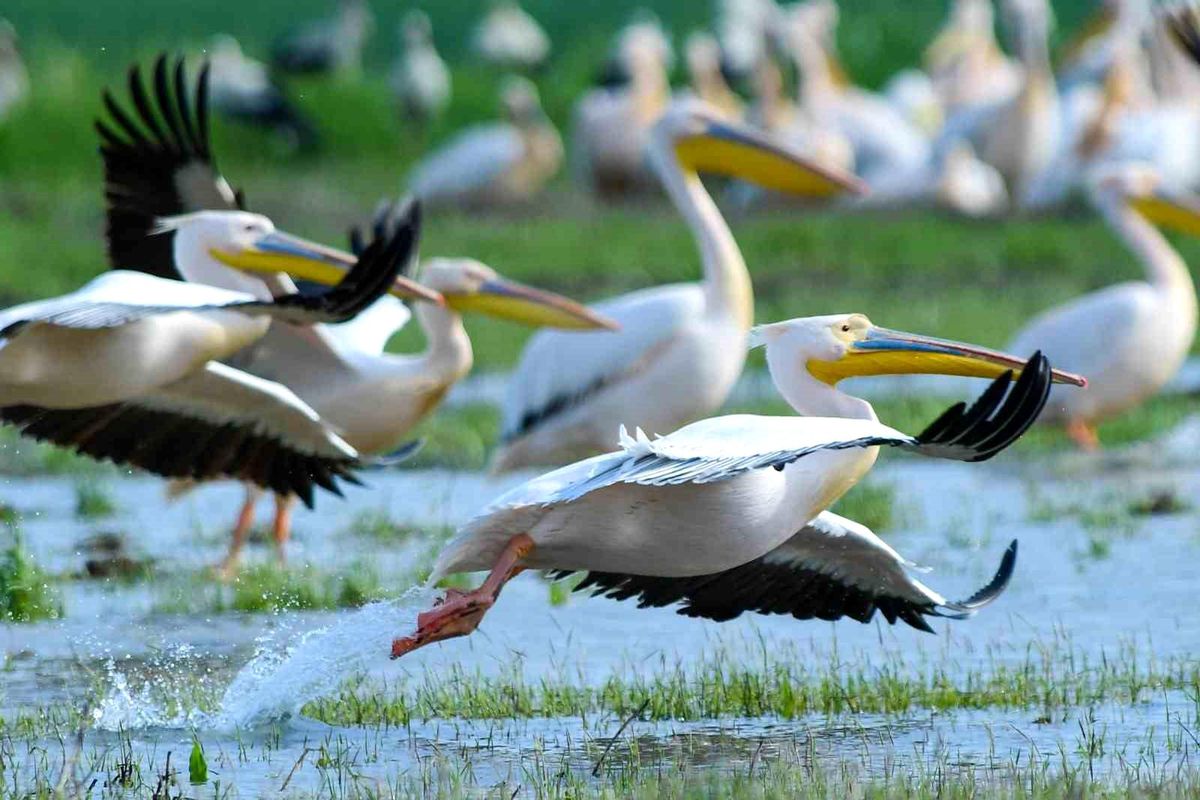 Pelikanlar Boğazköy Barajı\'nda Molada