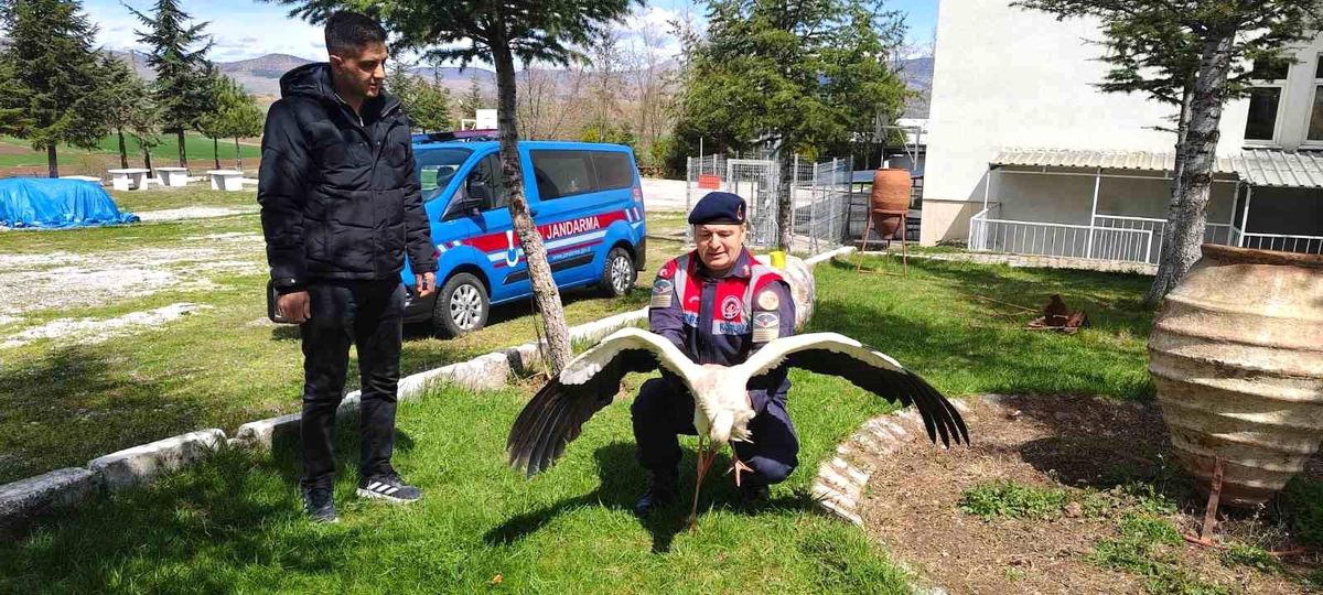 Hasta Leylek Yozgat\'ta Koruma Altında