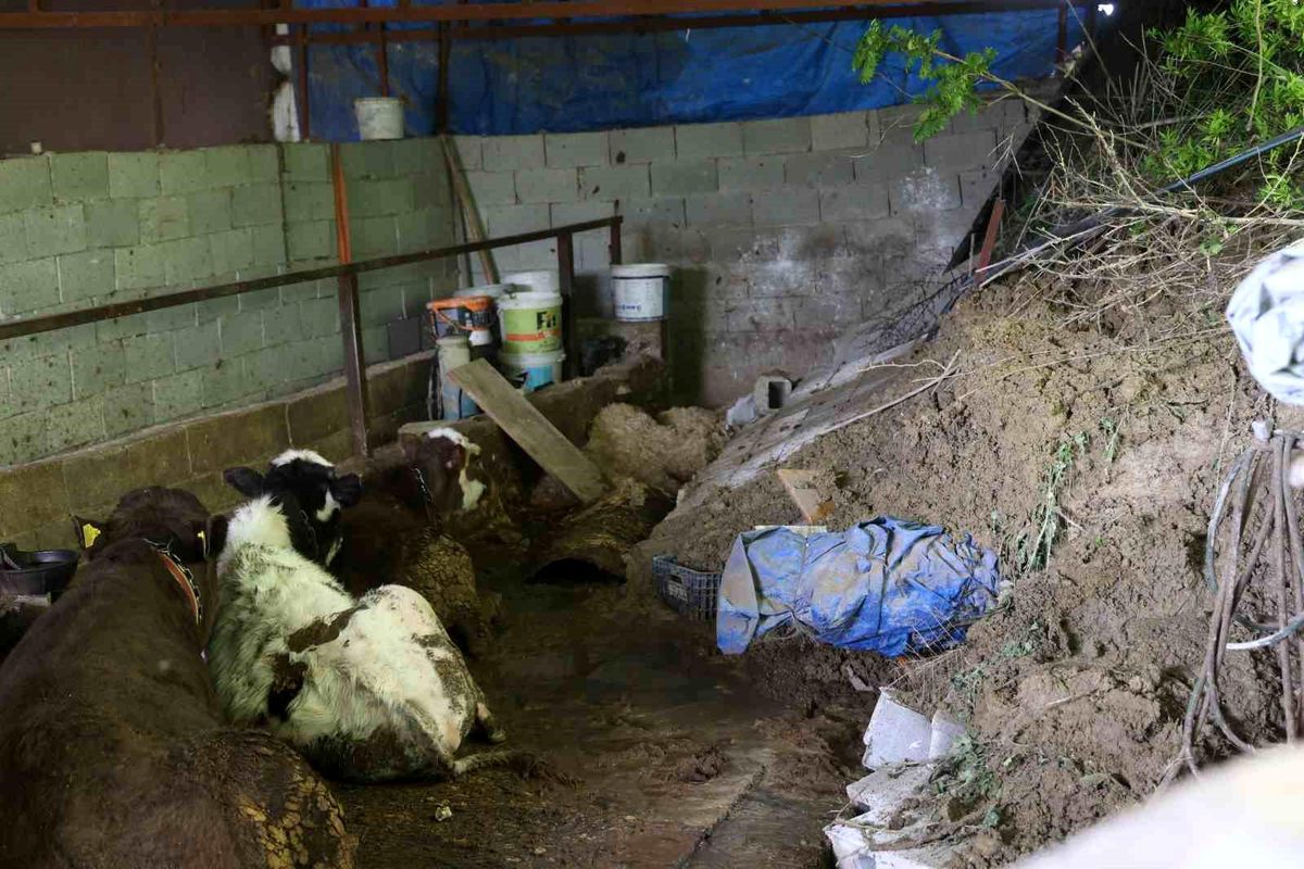 Heyelan Hayvanları Mahsur Bıraktı