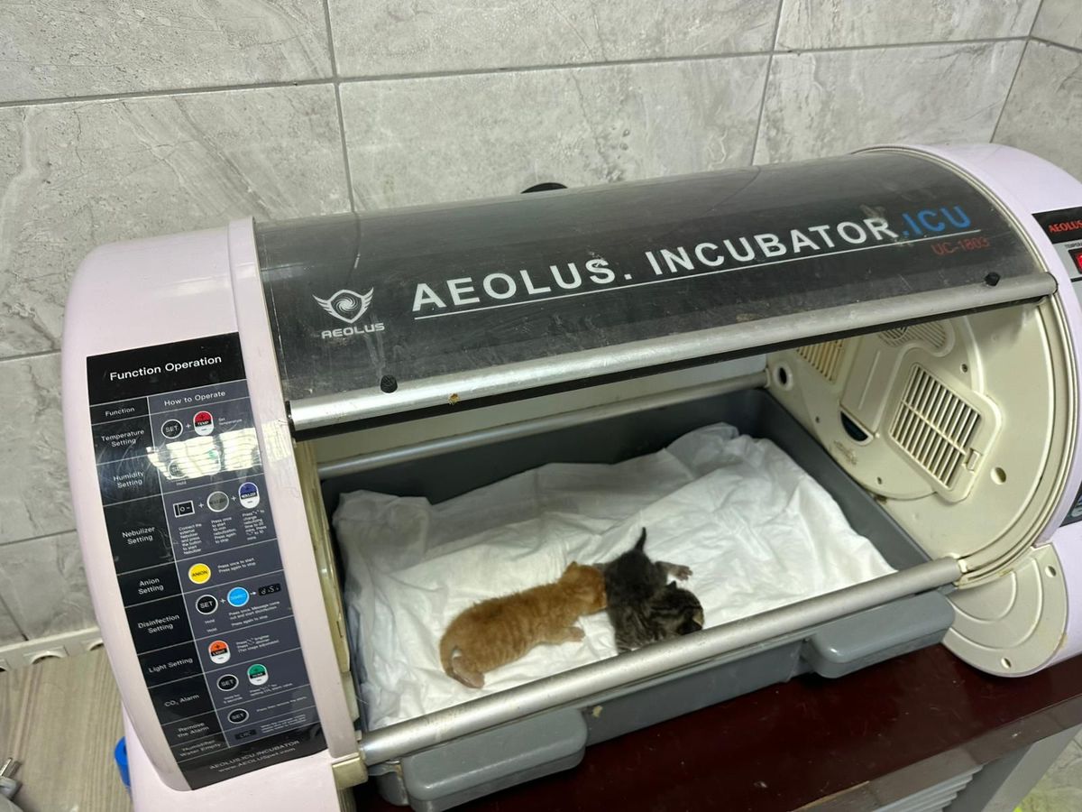 Düzce\'de İtfaiye, İki Yavru Kediyi Hayata Döndürdü