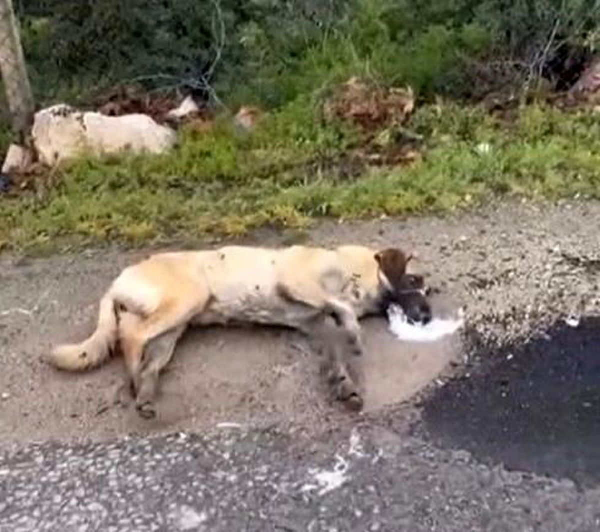 Kemerhisar\'daki zehirlenme iddiaları üzerine valilik harekete geçti