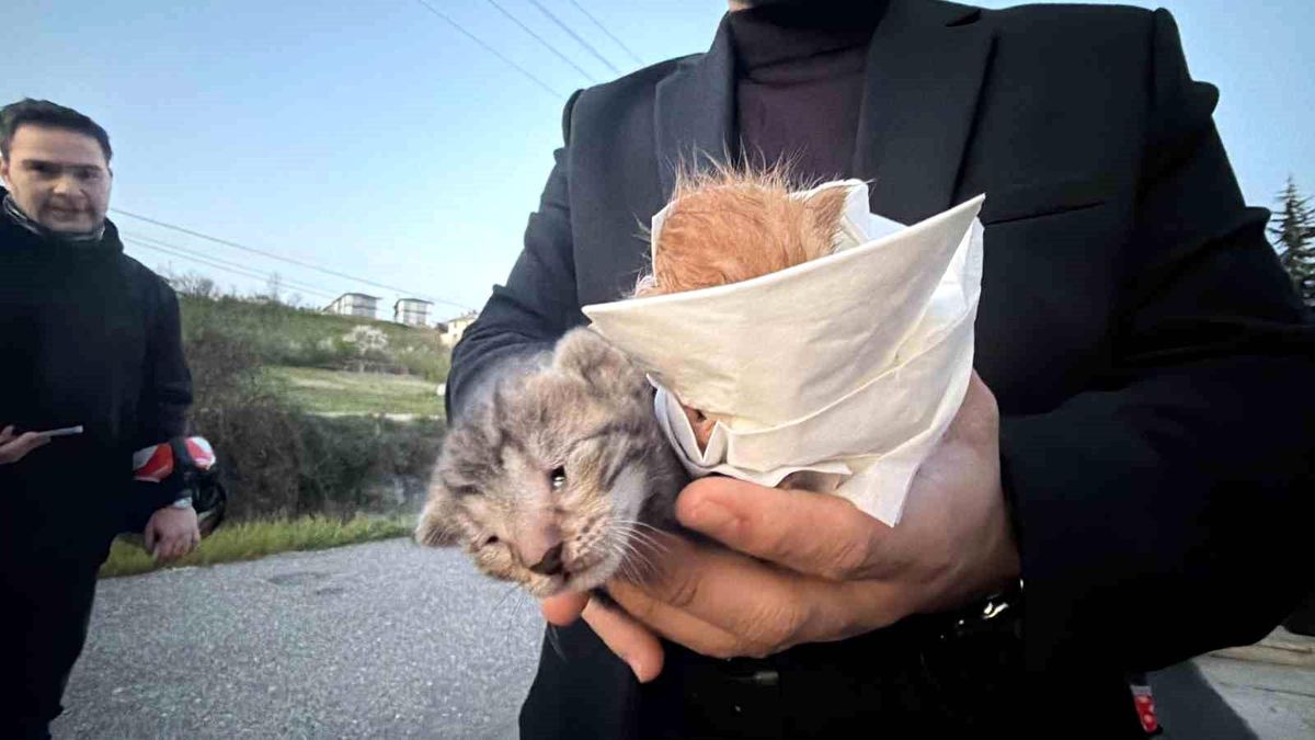 Küçük kızın duyarlılığı sayesinde 2 yavru kedi kurtarıldı