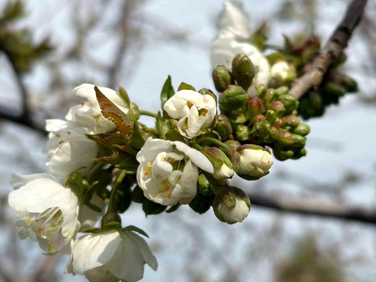 Kiraz ve Vişne Üreticilerine Monilya Uyarısı