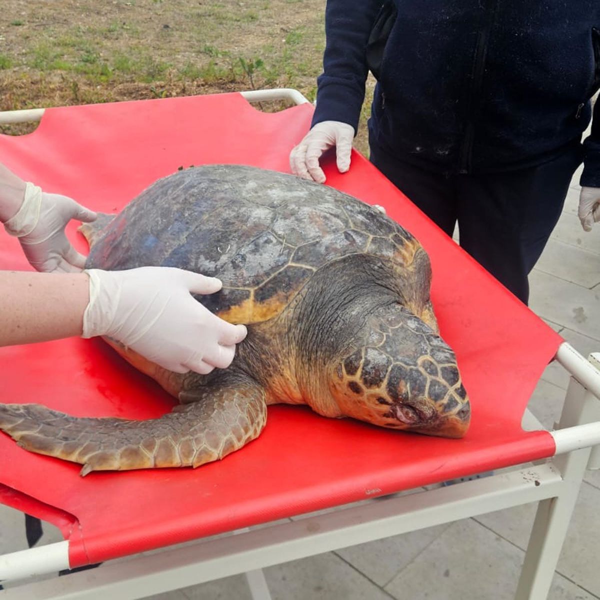 Tekirdağ\'da Ölü Caretta Caretta Bulundu