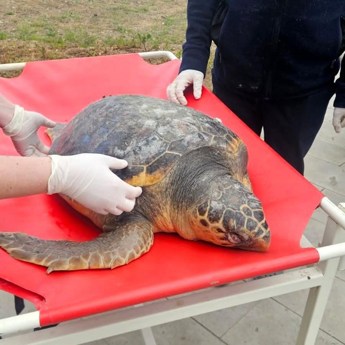 Ölü Caretta Caretta İncelemeye Alındı