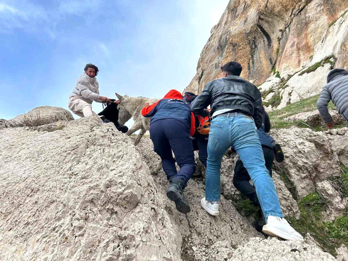 Mahsur Eşek AFAD ile Kurtarıldı