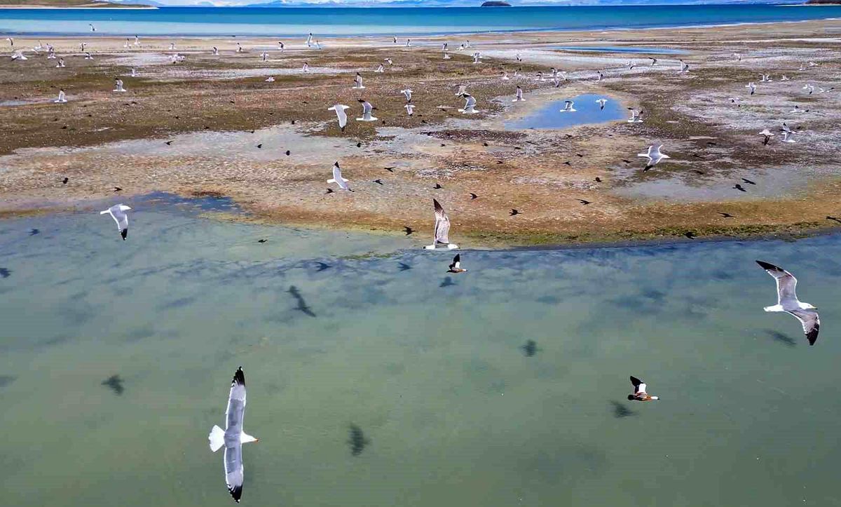 Dikkuyruk Kuşu Van Gölü\'nde Görüntülendi