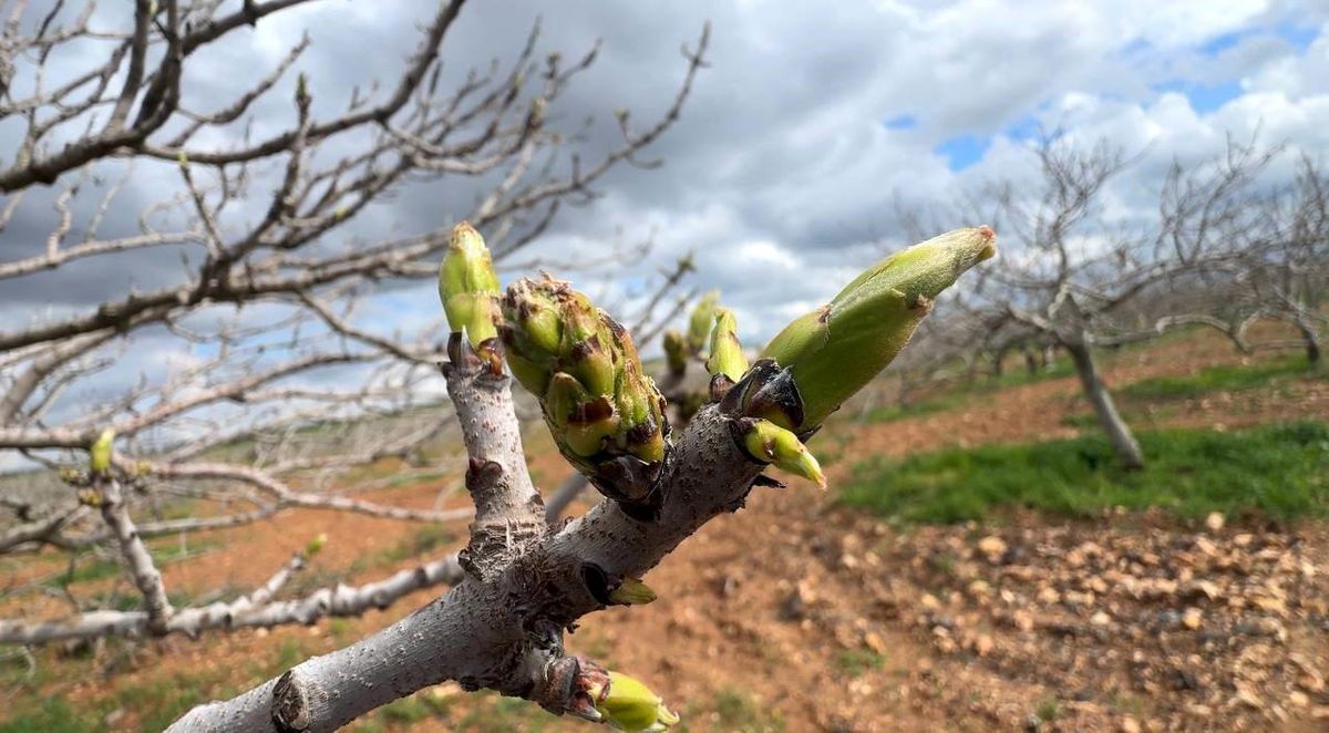 Şanlıurfa\'da Antep Fıstığı Bakımı Kritik