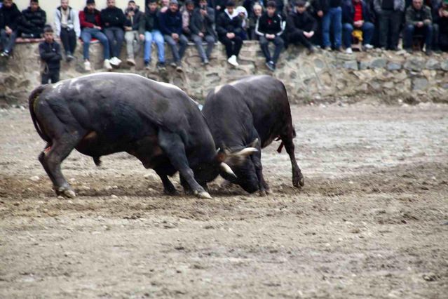 Yusufeli Boğa Güreşleri Sezonu Açıldı
