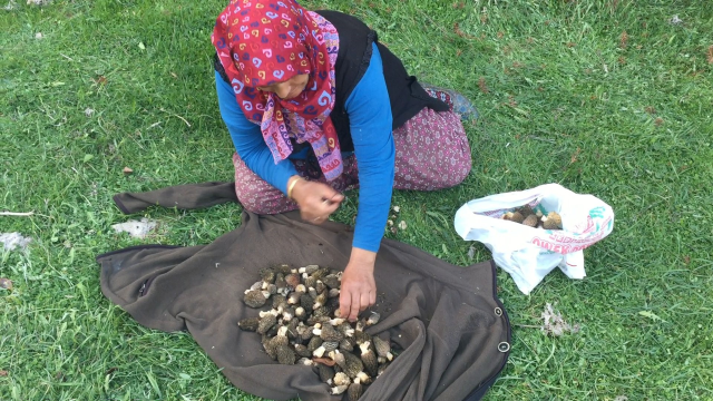 Sabah uyanan akşama kadar onu arıyor, kilosu dudak uçuklatan fiyattan gidiyor
