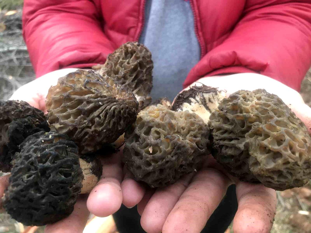 Akseki\'de Kuzugöbeği Sezonu Başladı