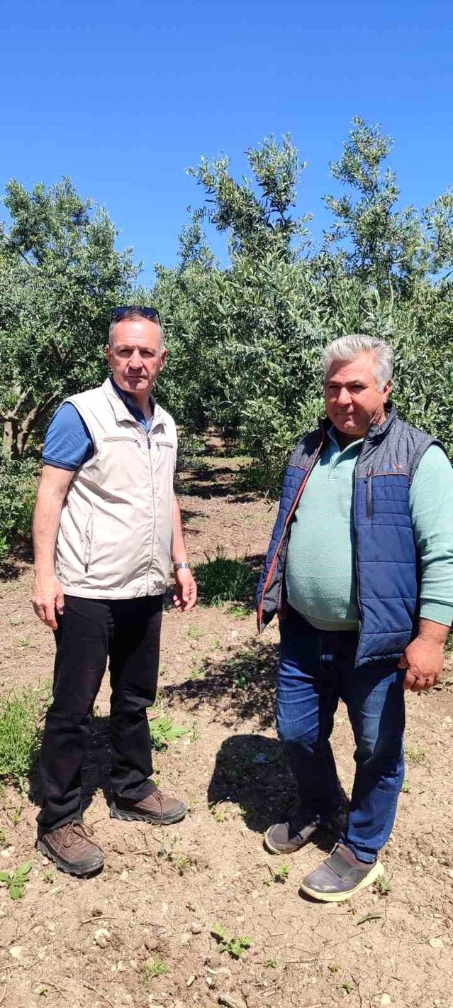 Zeytin Üreticilerine Bilgilendirme
