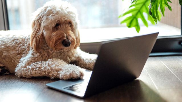 Hayvanlarla İletişim İçin Yapay Zeka Dönemi