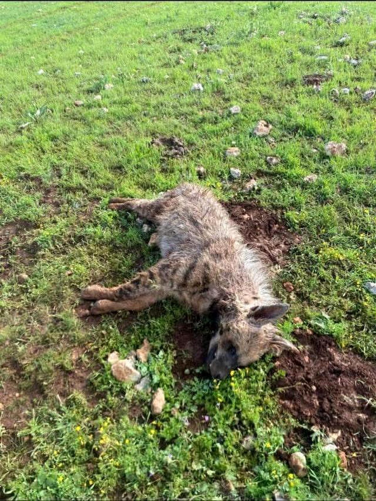 Halfeti\'de Köpek Saldırısında Sırtlan Telef Oldu