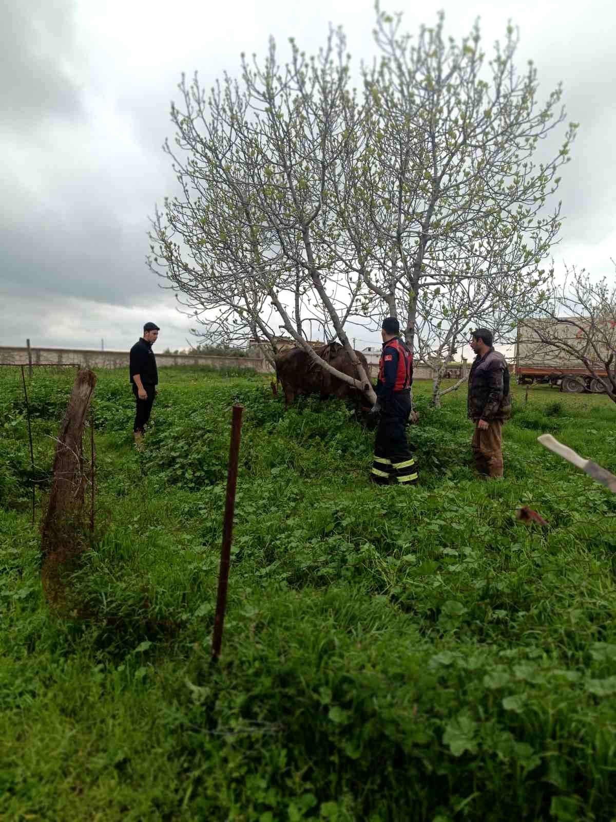 Mardin\'de kuyuya düşen ineği itfaiye kurtardı
