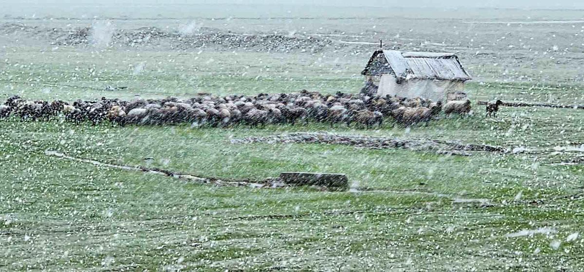 Muş\'ta Nisan Karı Hayatı Olumsuz Etkiliyor