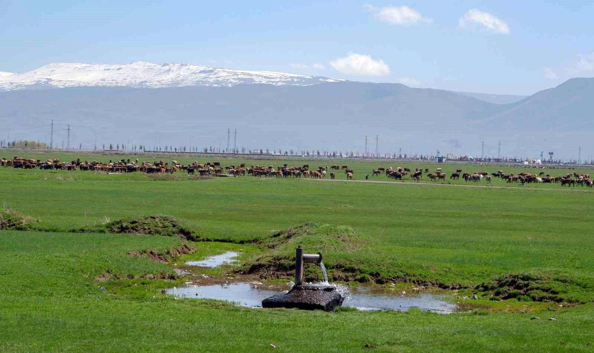 Erzurum\'da İklim Değişikliği ve Tarımsal Üretim