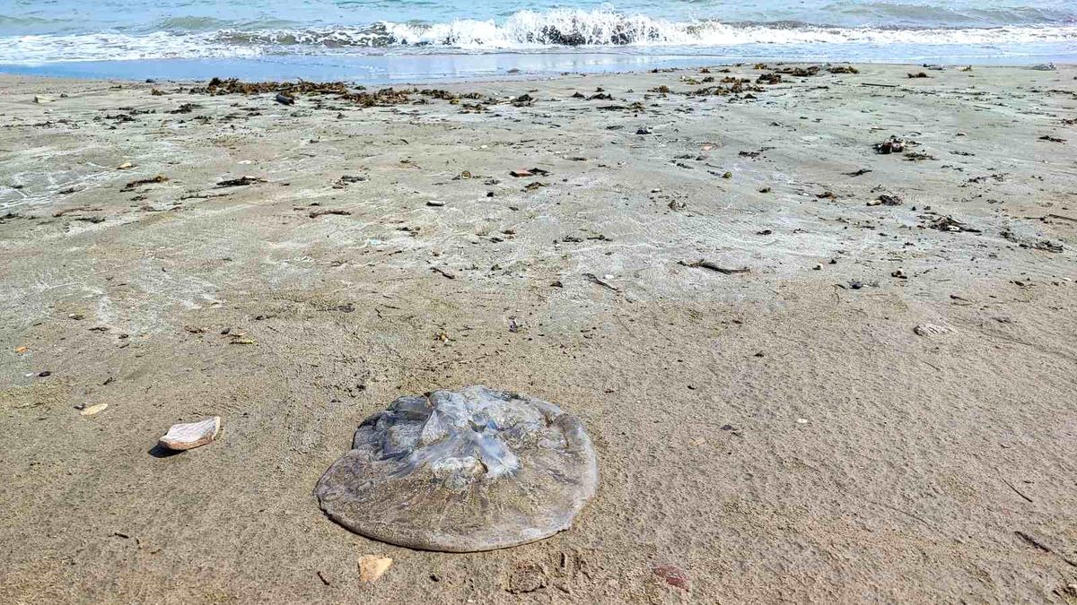 Yumurtalık\'ta Kıyı Denizanalarıyla Dolduruldu