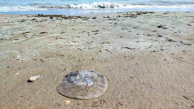 Yumurtalık'ta Kıyı Denizanalarıyla Dolduruldu