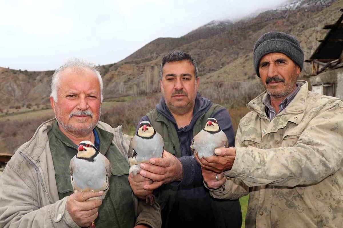 Oltu\'da 350 Kınalı Keklik Doğaya Salındı