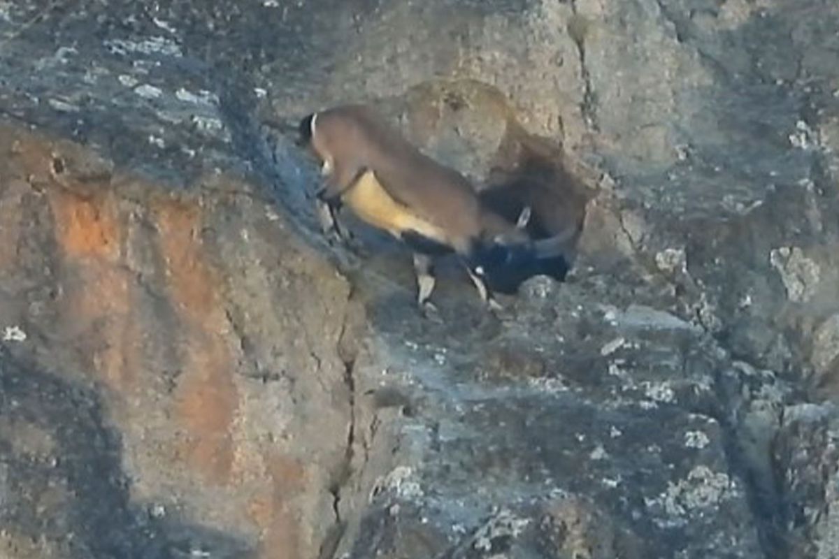 Dev boynuzları engel olmadı: Dağ keçisi dar mağaraya böyle girdi