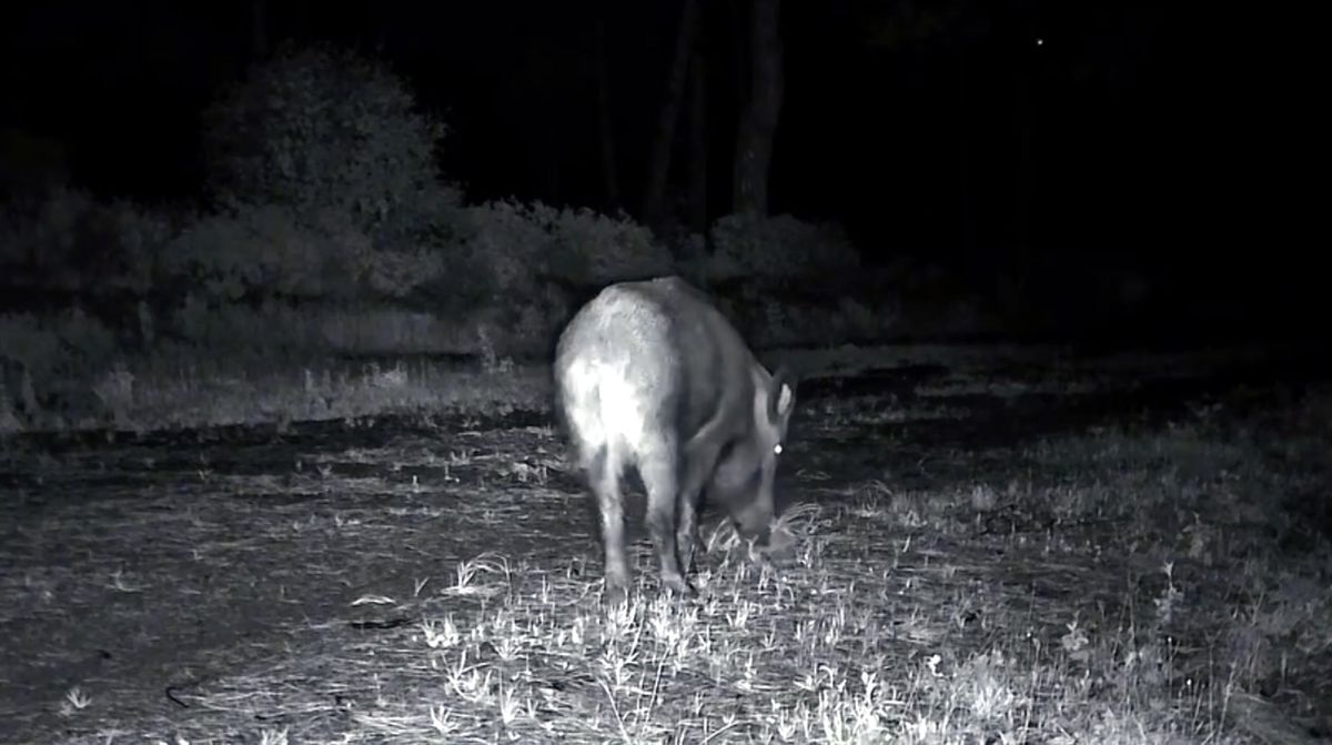 Ganos Dağı\'nda Yaban Hayatı Görüntülendi