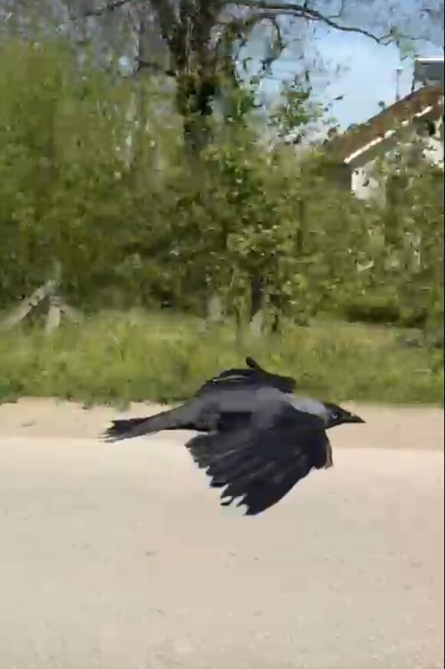 DÜZCE’de Karga Hakan Çiçekoğlu’nun Omzuna Kondu