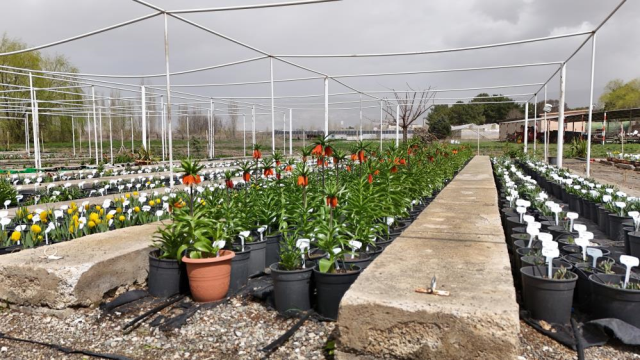 Ters laleyi koparmanın cezası 700 bin lira: Yılda sadece 20 gün yaşıyor