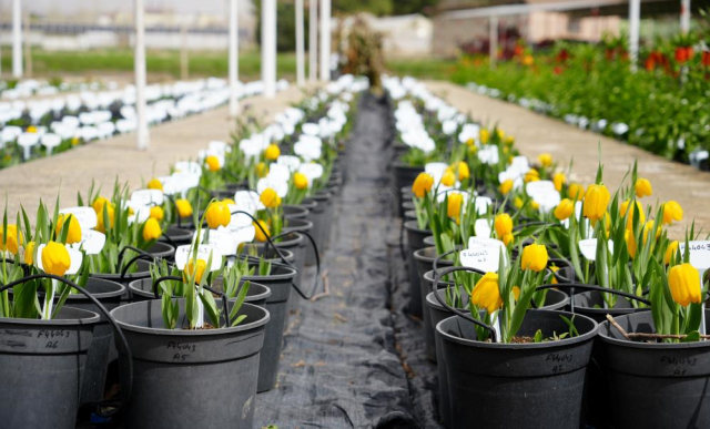 Ters laleyi koparmanın cezası 700 bin lira: Yılda sadece 20 gün yaşıyor