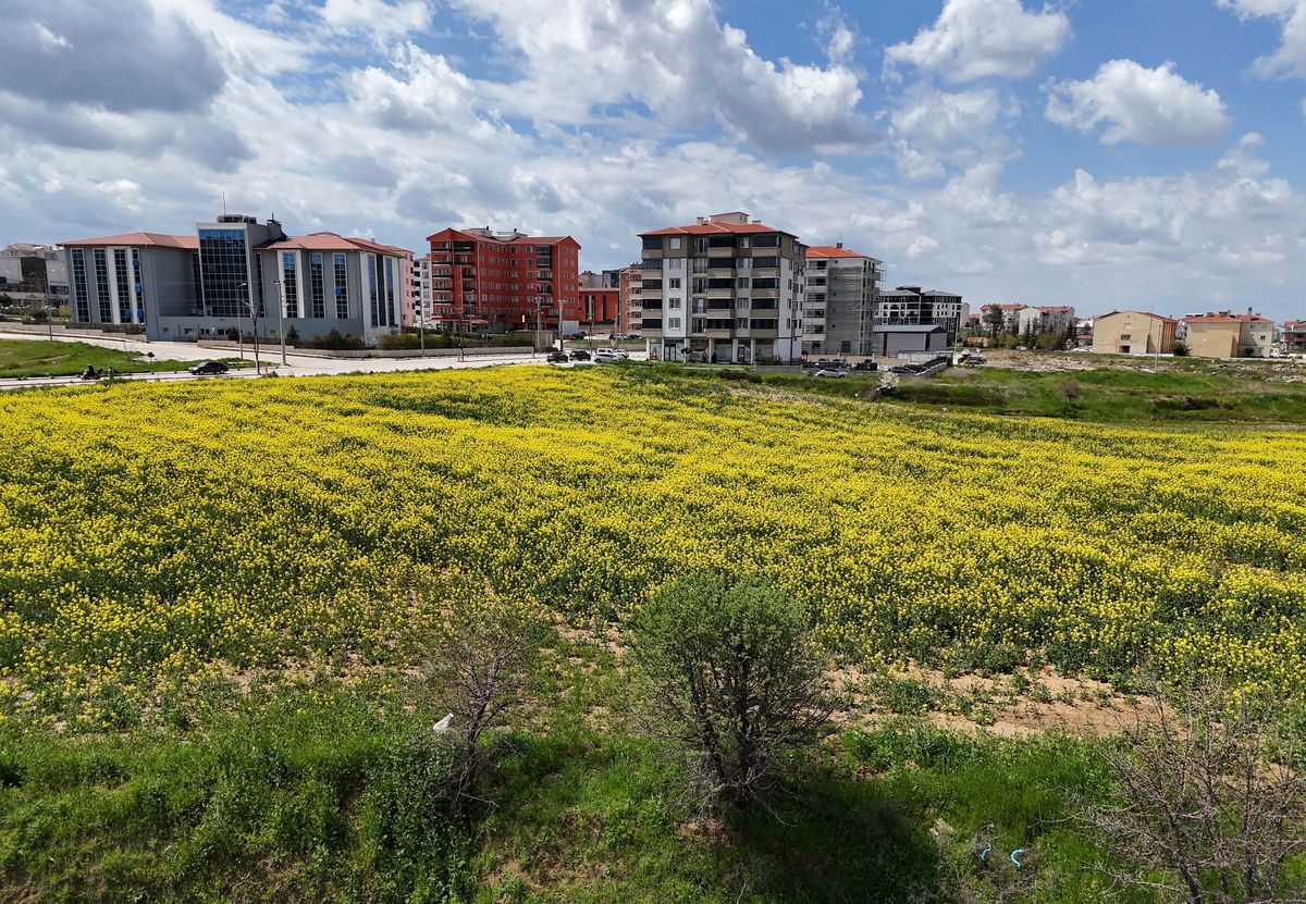 Kanola Tarlaları Sarıya Büründü