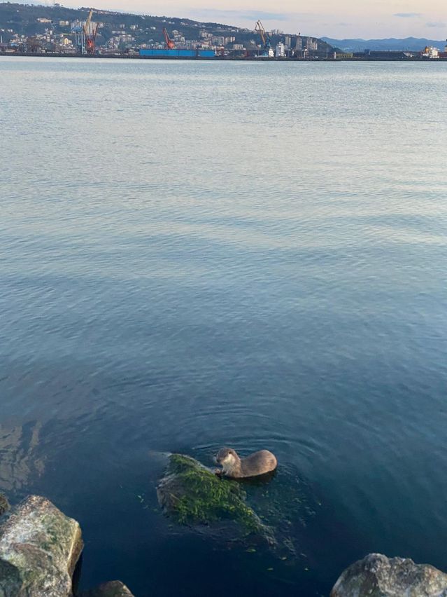 Ereğli’de Su Samuru Ailesi Görüntülendi