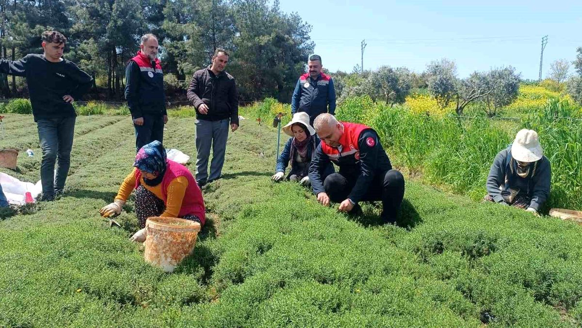 Altınözü\'nde Zahter Hasadı Devam Ediyor