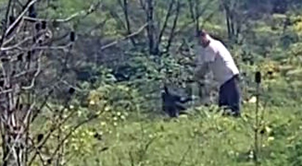 Avcılar\'da köpeğe kemerle şiddet uygulayan şüpheli aranıyor