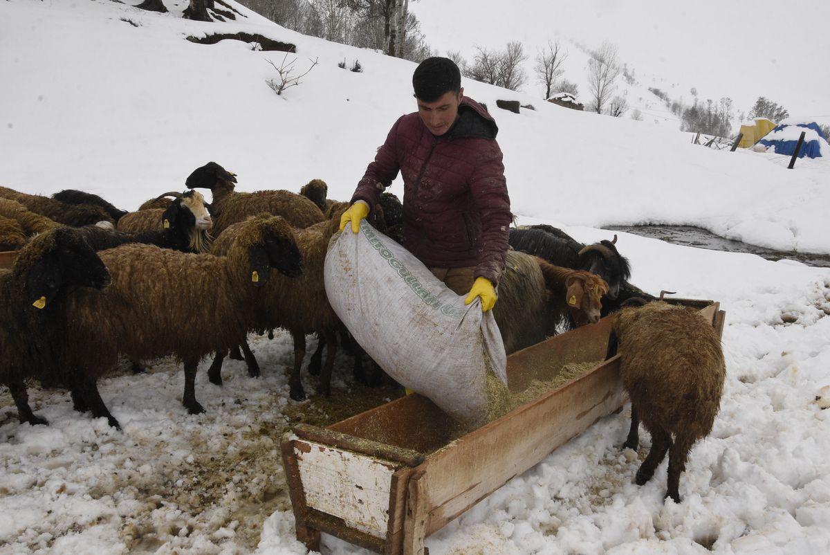 Bitlis\'te Kar, Besicileri Zorladı