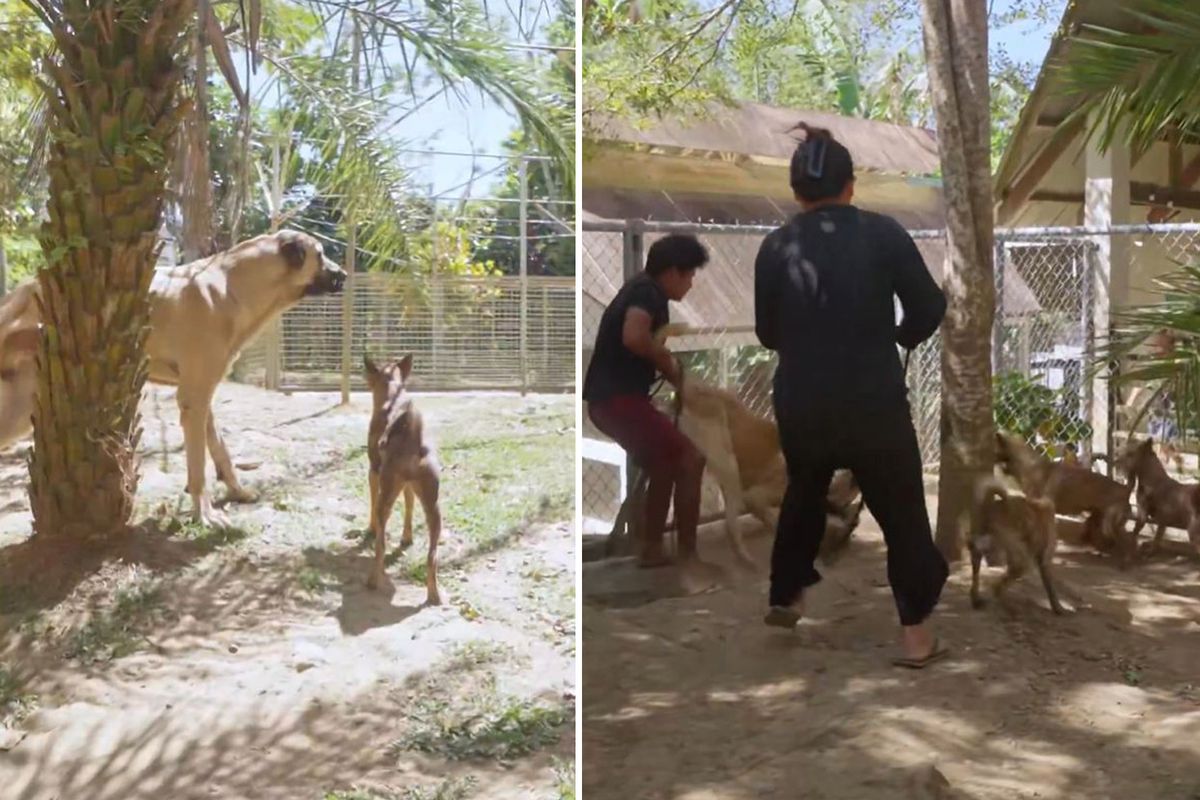 Çiftliklerine Sivas kangalı alan Filipinli aile, ilk gün neye uğradığını şaşırdı