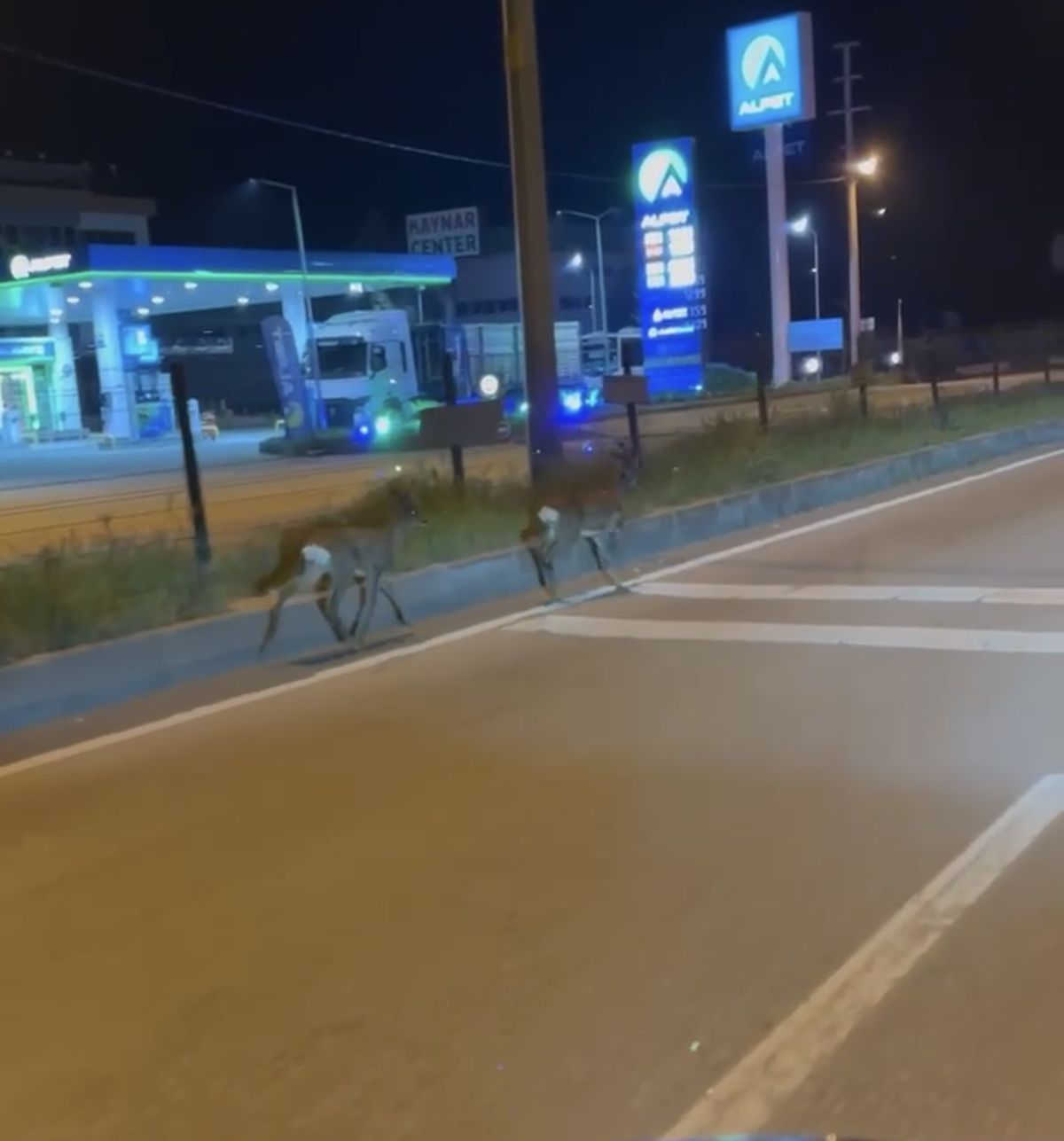 Bartın\'da Karaca Anları Kaydedildi