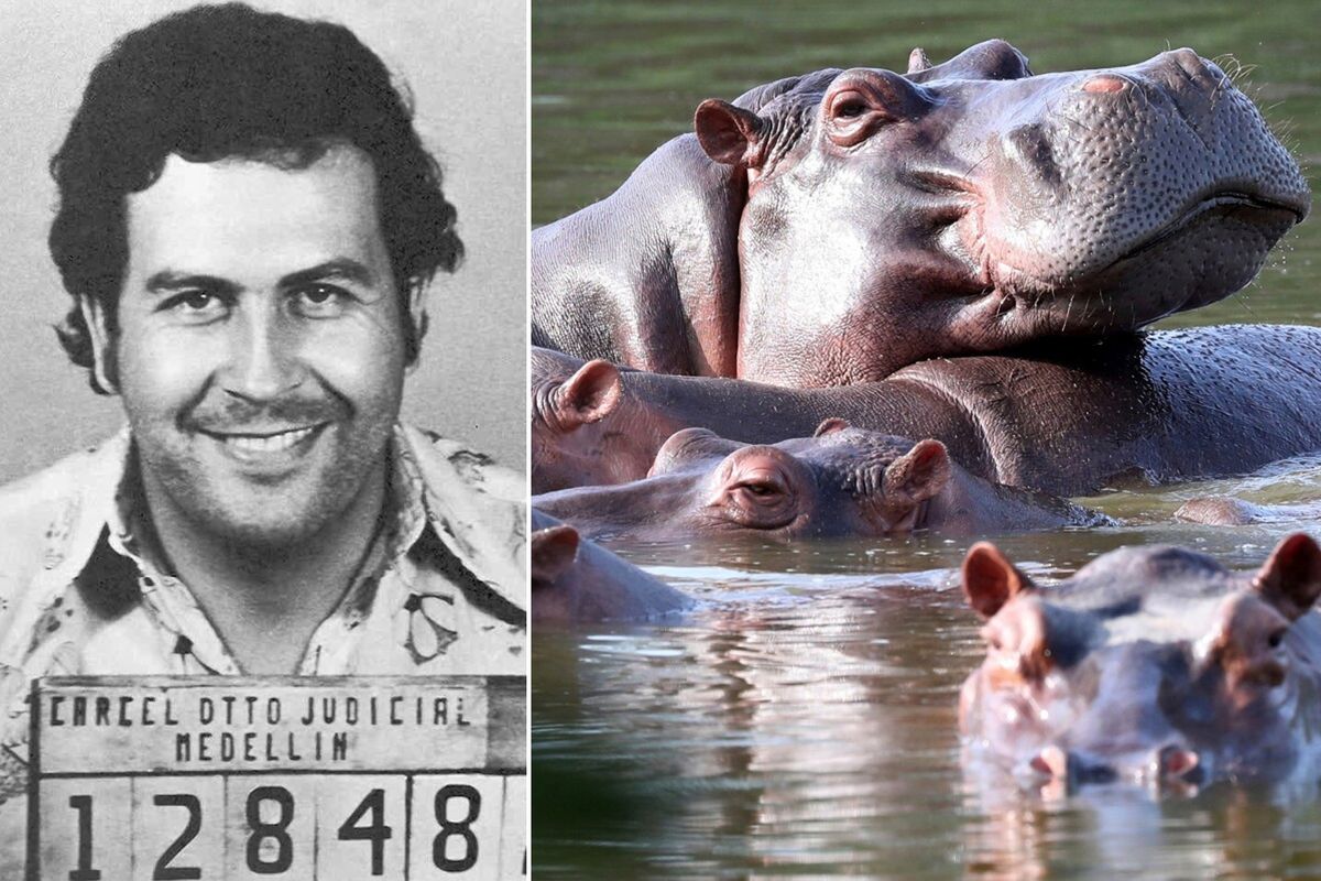 Kolombiya, Escobar\'dan kalan su aygırlarının itlaf edilmesine onay verdi