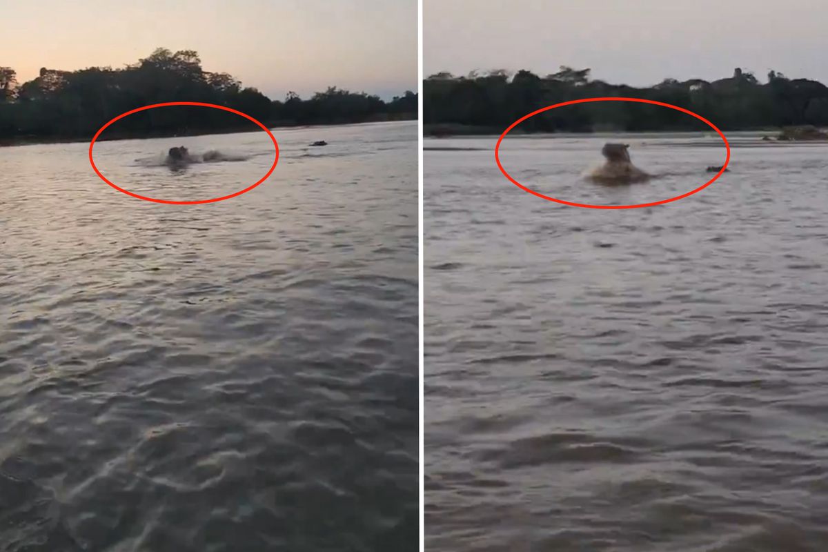 Kolombiya’da Escobar’ın hipopotamları için av kararı alındı